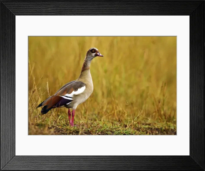 Framed Print : Picture No. 10899780