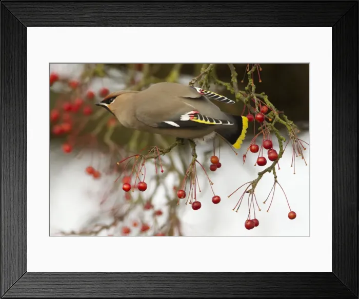 Framed Print : Picture No. 10899800 Framed Print : Picture No. 10899800