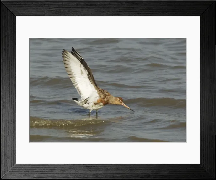 Framed Print : Picture No. 10899801 Framed Print : Picture No. 10899801