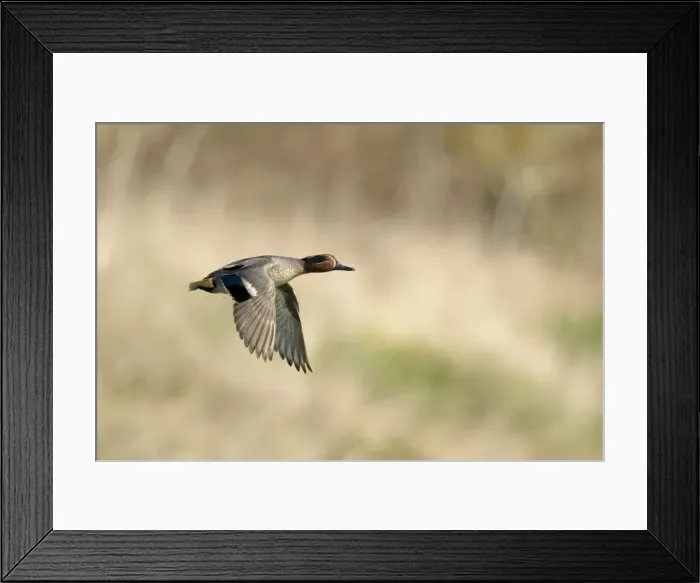 Framed Print : Picture No. 10899802 Framed Print : Picture No. 10899802