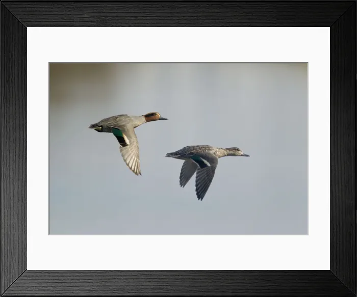 Framed Print : Picture No. 10899803 Framed Print : Picture No. 10899803