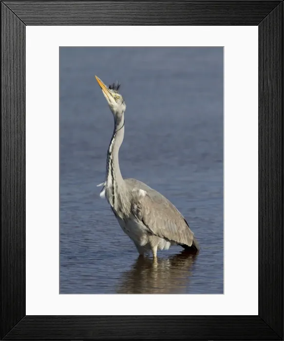 Framed Print : Picture No. 10899808 Framed Print : Picture No. 10899808