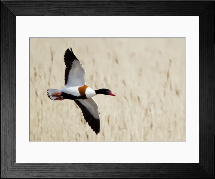 Framed Print : Picture No. 10899809 Framed Print : Picture No. 10899809