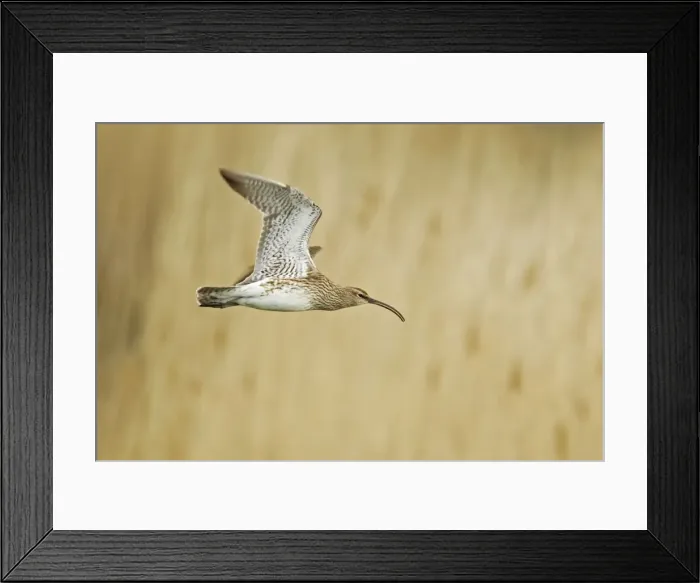 Framed Print : Picture No. 10899811 Framed Print : Picture No. 10899811