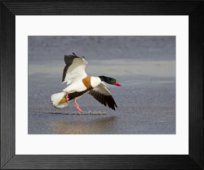 Framed Print : Picture No. 10899810 Framed Print : Picture No. 10899810