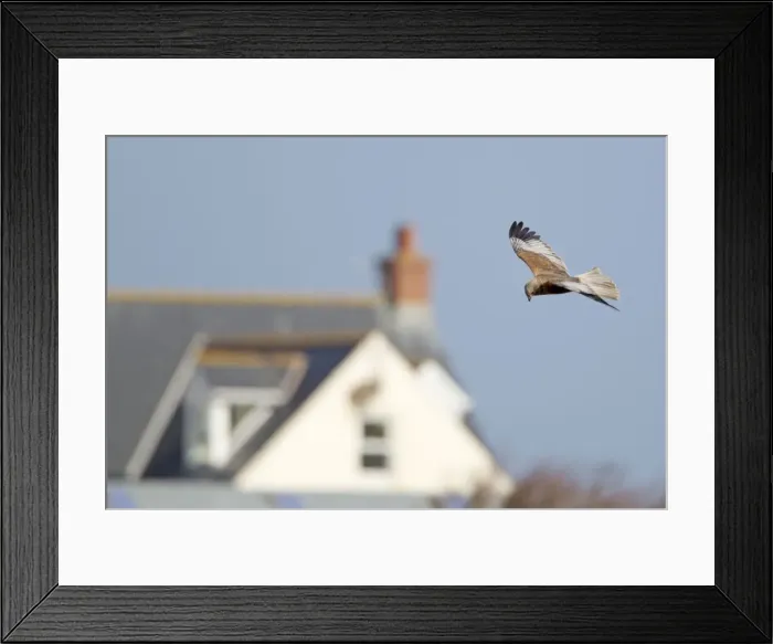 Framed Print : Picture No. 10899815 Framed Print : Picture No. 10899815