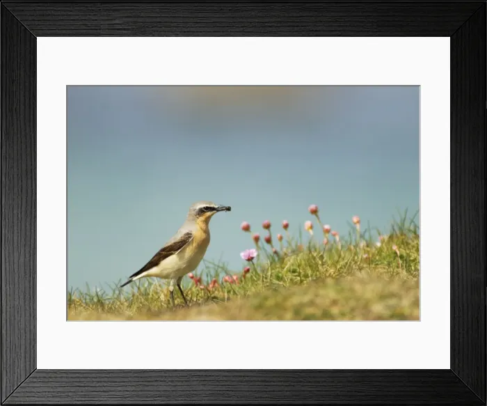 Framed Print : Picture No. 10899813 Framed Print : Picture No. 10899813