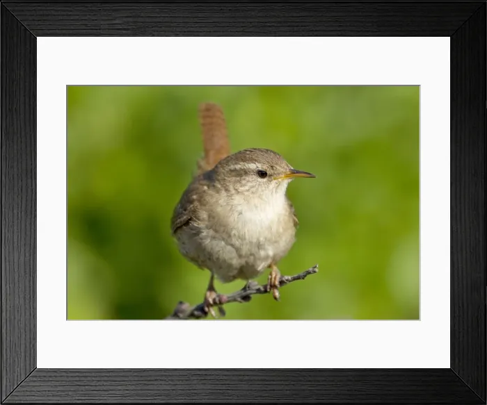 Framed Print : Picture No. 10899812 Framed Print : Picture No. 10899812