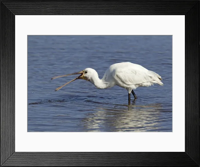 Framed Print : Picture No. 10899816