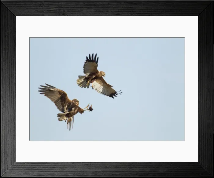 Framed Print : Picture No. 10899814 Framed Print : Picture No. 10899814