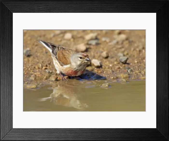 Framed Print : Picture No. 10899818 Framed Print : Picture No. 10899818