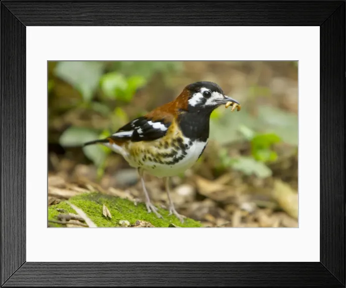 Framed Print : Picture No. 10899822 Framed Print : Picture No. 10899822