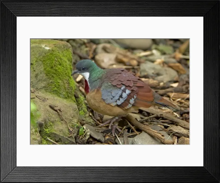 Framed Print : Picture No. 10899823 Framed Print : Picture No. 10899823