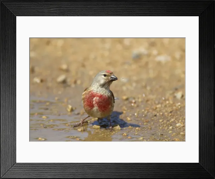 Framed Print : Picture No. 10899819 Framed Print : Picture No. 10899819