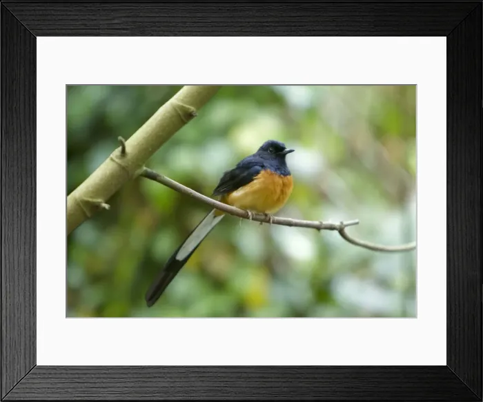 Framed Print : Picture No. 10899824 Framed Print : Picture No. 10899824