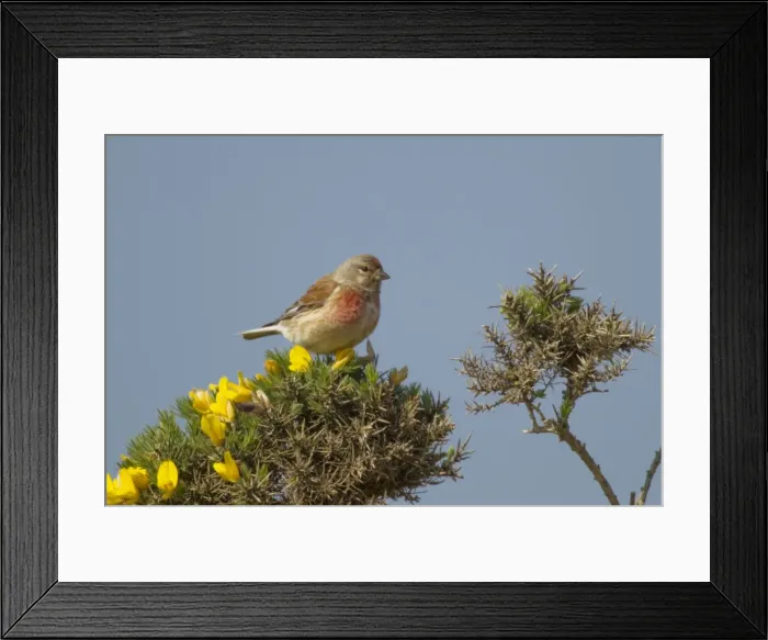 Framed Print : Picture No. 10899820 Framed Print : Picture No. 10899820