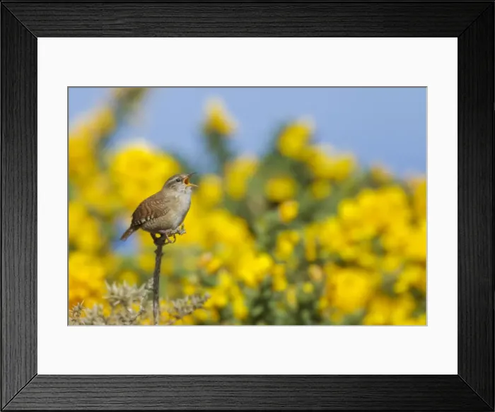 Framed Print : Picture No. 10899821 Framed Print : Picture No. 10899821