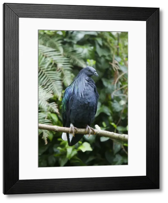 Framed Print : Picture No. 10899825 Framed Print : Picture No. 10899825