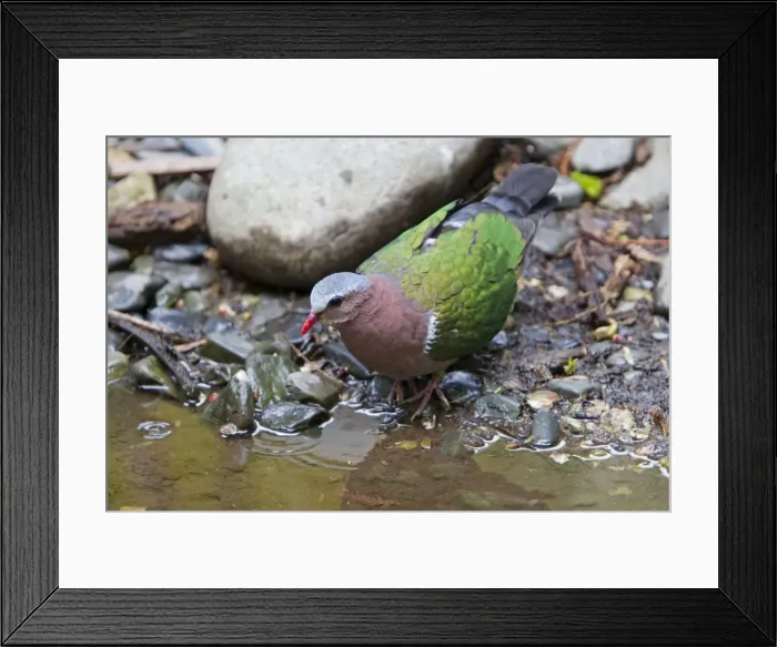Framed Print : Picture No. 10899827