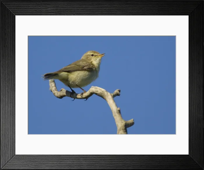 Framed Print : Picture No. 10899834 Framed Print : Picture No. 10899834
