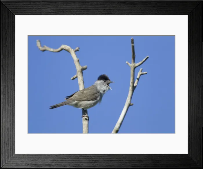 Framed Print : Picture No. 10899832 Framed Print : Picture No. 10899832