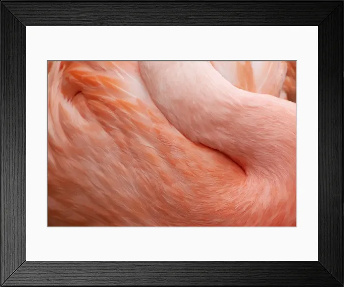 Framed Print : Picture No. 10899830 Framed Print : Picture No. 10899830