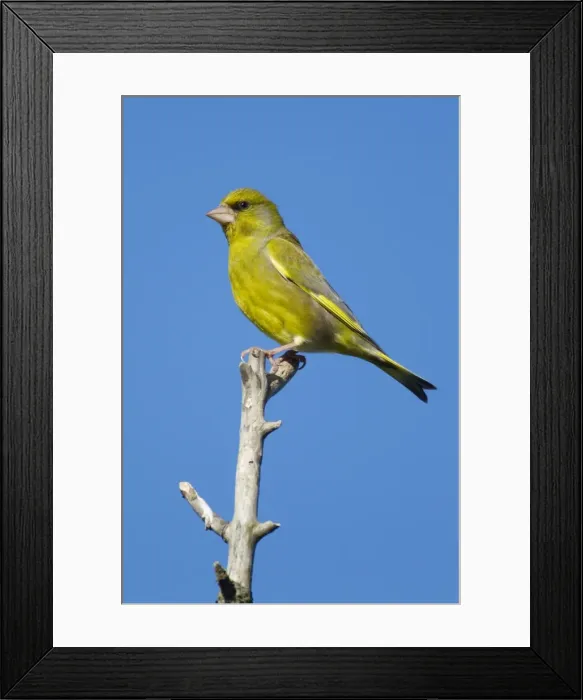 Framed Print : Picture No. 10899835 Framed Print : Picture No. 10899835