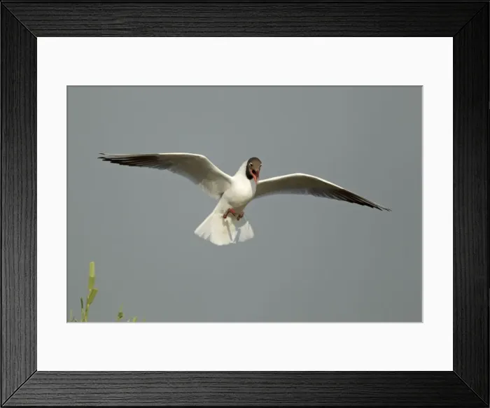 Framed Print : Picture No. 10899837 Framed Print : Picture No. 10899837