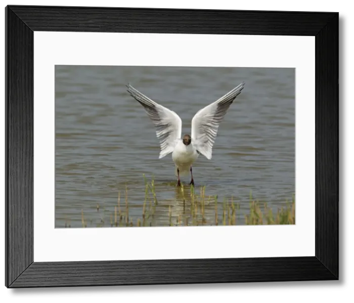 Framed Print : Picture No. 10899839 Framed Print : Picture No. 10899839