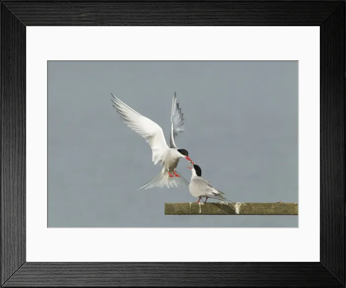Framed Print : Picture No. 10899843 Framed Print : Picture No. 10899843