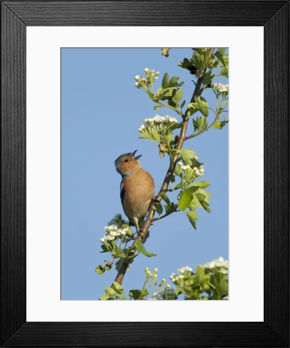 Framed Print : Picture No. 10899833 Framed Print : Picture No. 10899833