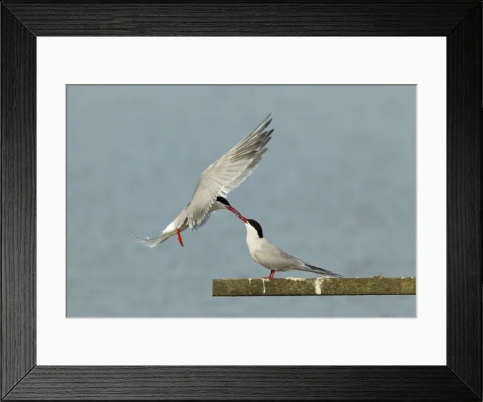 Framed Print : Picture No. 10899844 Framed Print : Picture No. 10899844