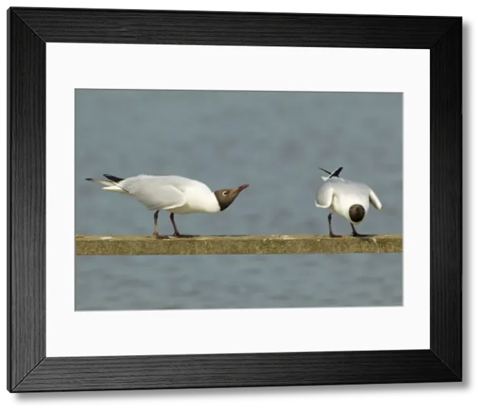 Framed Print : Picture No. 10899840 Framed Print : Picture No. 10899840