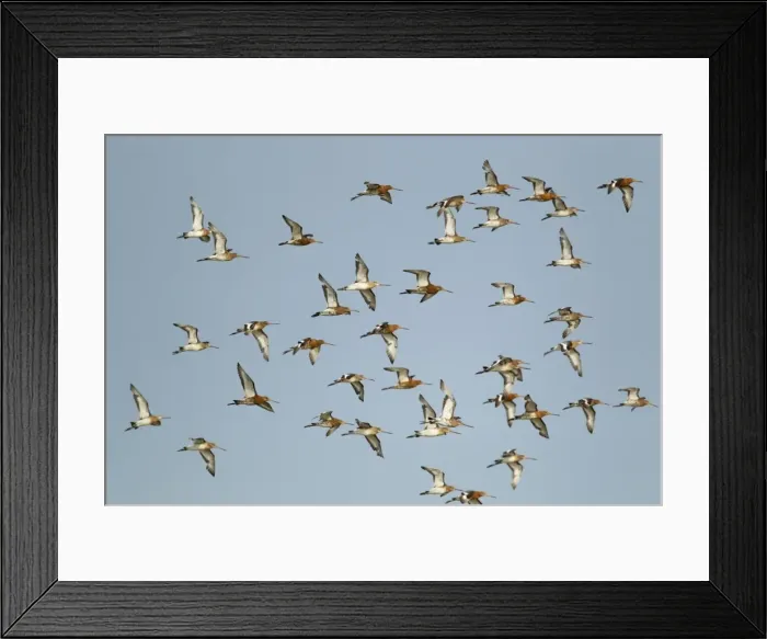 Framed Print : Picture No. 10899846 Framed Print : Picture No. 10899846