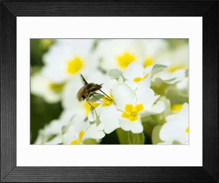 Framed Print : Picture No. 10899850