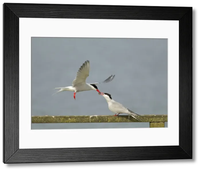 Framed Print : Picture No. 10899845 Framed Print : Picture No. 10899845