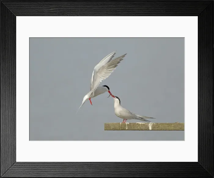 Framed Print : Picture No. 10899842 Framed Print : Picture No. 10899842
