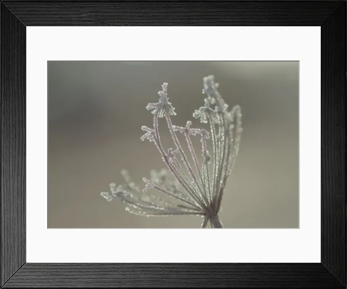 Framed Print : Picture No. 10899862 Framed Print : Picture No. 10899862
