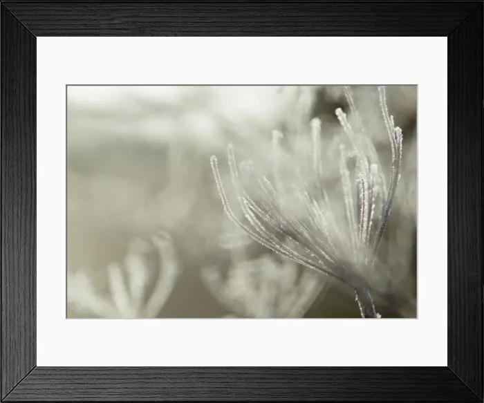 Framed Print : Picture No. 10899863 Framed Print : Picture No. 10899863