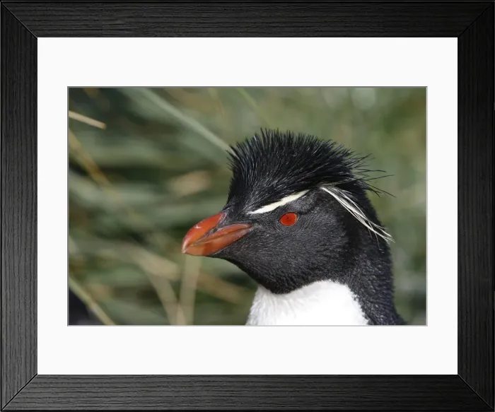 Framed Print : Picture No. 10884739 Framed Print : Picture No. 10884739