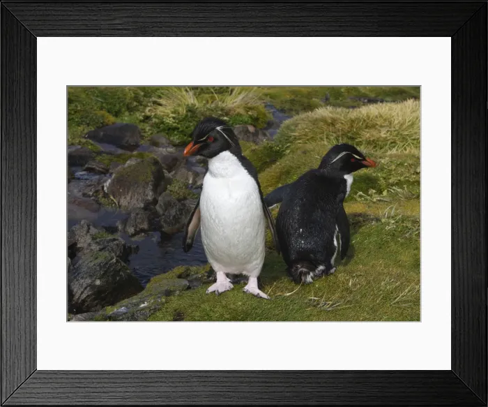 Framed Print : Picture No. 10884740
