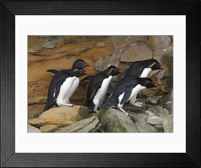 Framed Print : Picture No. 10884742 Framed Print : Picture No. 10884742