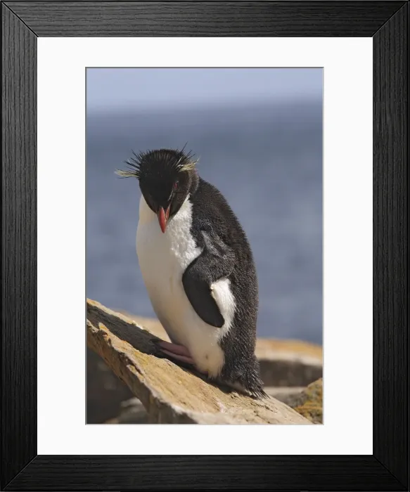 Framed Print : Picture No. 10884746 Framed Print : Picture No. 10884746