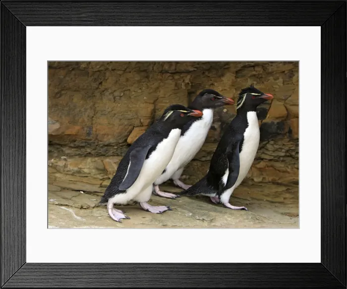 Framed Print : Picture No. 10884743 Framed Print : Picture No. 10884743