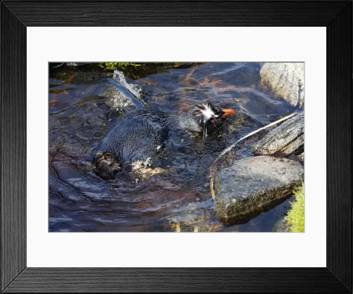 Framed Print : Picture No. 10884741 Framed Print : Picture No. 10884741