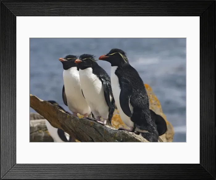 Framed Print : Picture No. 10884747 Framed Print : Picture No. 10884747
