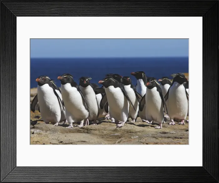 Framed Print : Picture No. 10884748 Framed Print : Picture No. 10884748