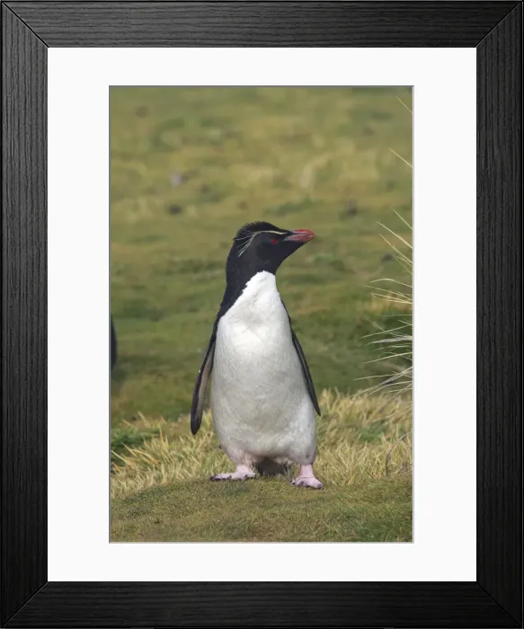 Framed Print : Picture No. 10884751 Framed Print : Picture No. 10884751