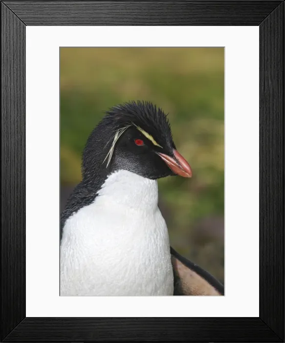 Framed Print : Picture No. 10884752 Framed Print : Picture No. 10884752
