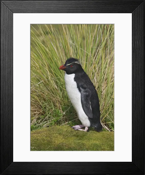 Framed Print : Picture No. 10884750 Framed Print : Picture No. 10884750
